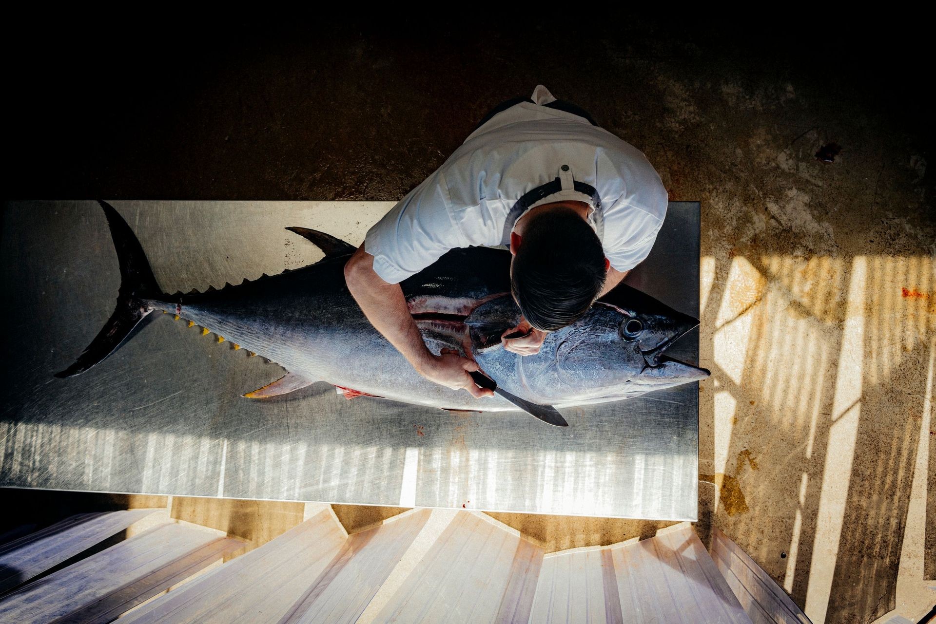 Chef preparing a large fish on a metal table in a sunlit room.